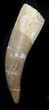 Curved Fossil Plesiosaur Tooth - Morocco #30662-1